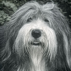 28,840-Bearded Collie.jpg 28,840-Bearded Collie.jpg