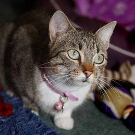 33,066-Cat.jpg 33,066-Cat.jpg