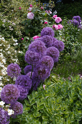 39,238-Alliums.jpg 39,238-Alliums.jpg